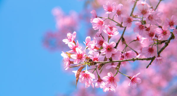 Spring Signage Revival: Fresh Looks for Fresh Starts