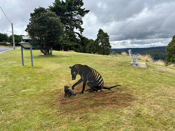 Elusive Tassie Tiger